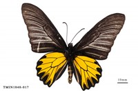 藏品(黃裳鳳蝶)的圖片